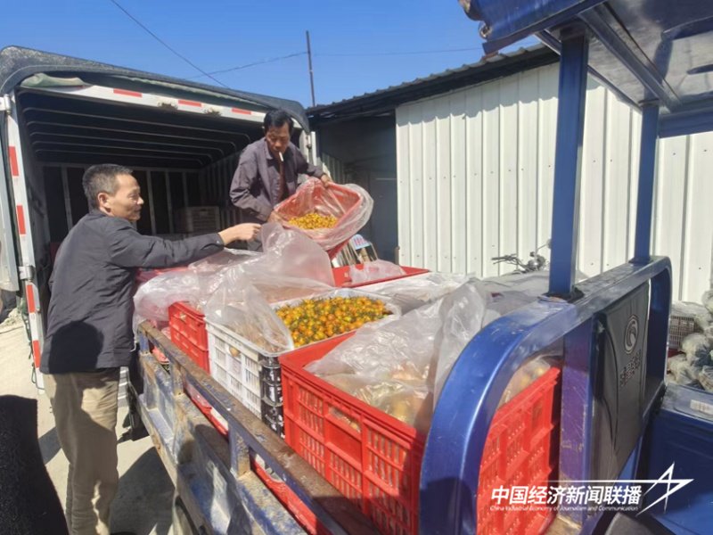 福建云霄東廈鎮 小番茄“串”起鄉村振興大產業，點燃鄉村旅游新引擎
