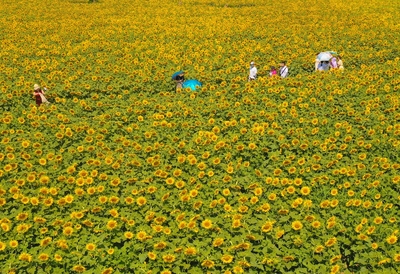 安徽淮北相山區喜登省級休閑農業與鄉村旅游示范縣榜單